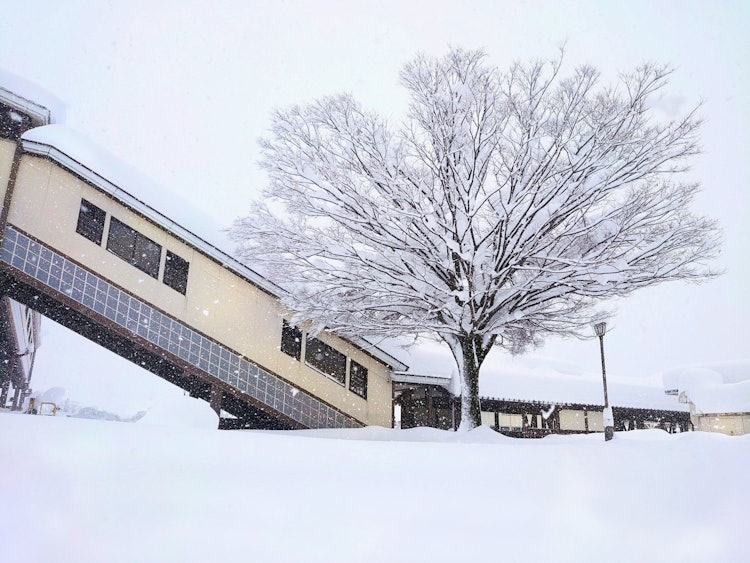 [画像1]富山県八尾町福島越中八尾駅前の雪に覆われた木々。雪は私たちがよく知っている風景を覆うかもしれませんが、その間にそれはまたそれらの隠された美しさを明らかにしています。