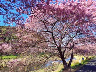 [画像2]第26回みなみの桜と菜の花まつり2/18㈰　開花情報全体的にまだ「見頃」が続いております。※先に咲いたところでは花びらが風とともに舞っております