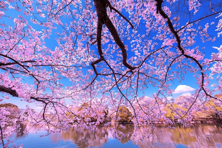 [画像1]倉敷市にある酒津公園は高梁川の配水池の堤にある総合公園。園内には約５００本のソメイヨシノや八重桜が咲き誇り、水面に写る桜をめでながら、散歩も楽しめます。