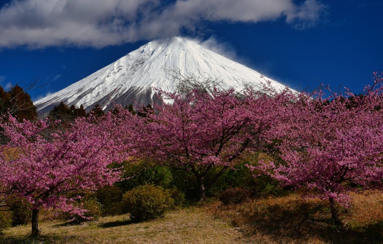 [Image1]Fujinomiya 市の山中に河津桜と藤士山が見え絶景