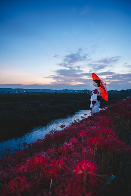[画像1]彼岸花ポートレート朝陽が上る前の写真彼岸花と着物と和傘のコラボは最強です＞＜ノ矢勝川の彼岸花初めて訪れましたが満開の時だと素晴らしい景色でまた来年も訪れようと思います