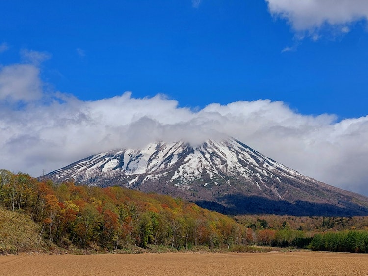 [Image1]Spring foliage!When the snow melts, the young leaves of the forest at the foot of Mt. Yotei in front