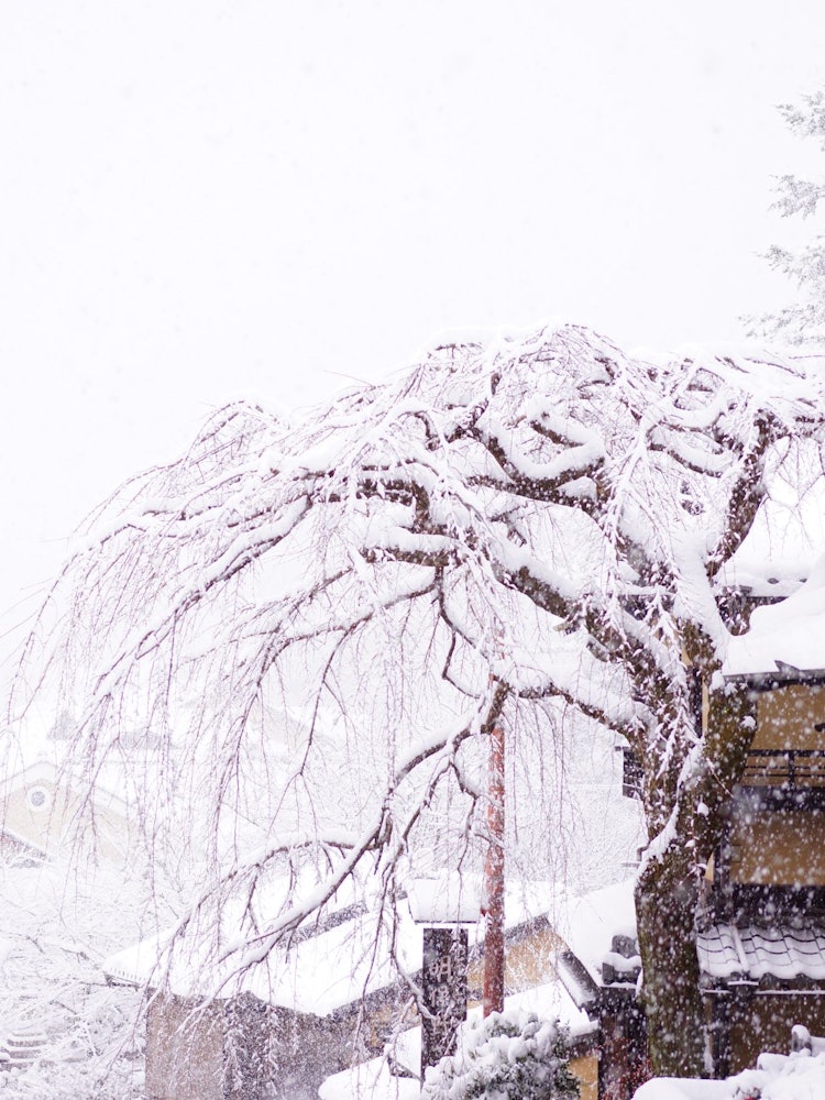 [Image1]On a heavy snow day once every few years, Sanneizaka in Shimizu became even more attractive with sno