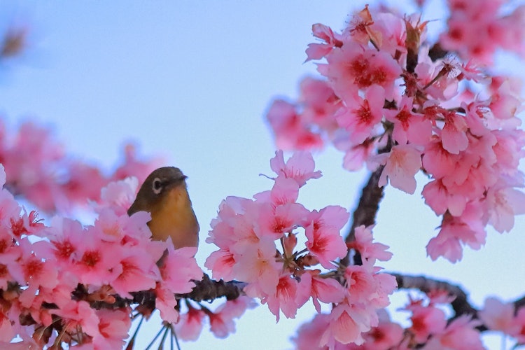 [相片1]今年，染井吉野櫻櫻花的開花時間比去年晚，所以我在三月一個陽光明媚的早晨去拍攝櫻花。 當時，似乎正好是白鳥的早餐時間，我拍了幾隻白鳥來吃櫻花蜜的照片。大多數白鳥經常從一朵花移動到另一朵花，但照片中的孩子