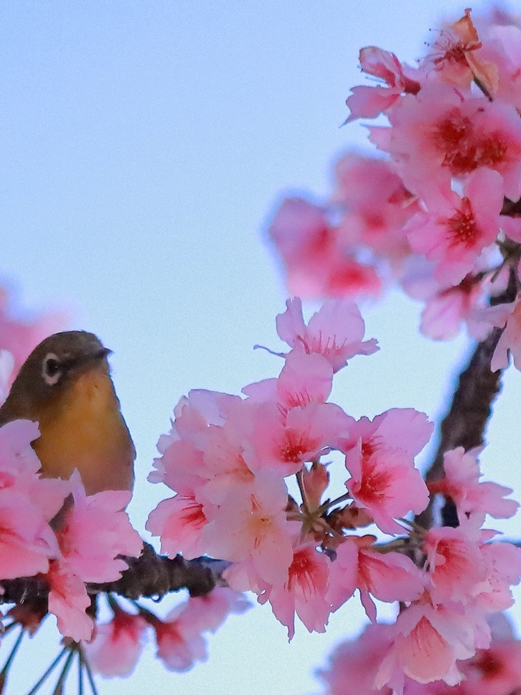 [Image1]This year, the Someiyoshino cherry blossoms bloomed later than last year, so I went to take pictures