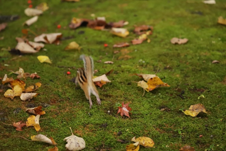 [相片1]花栗鼠带着落叶奔跑