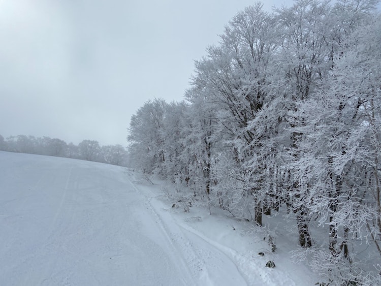 [相片1]戸隠滑雪場冰樹很棒