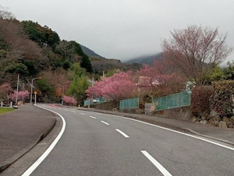 [Image2][Isehara flower information] 3.01Okame cherry blossoms along the Oyama New Road... Began to bloomIt'