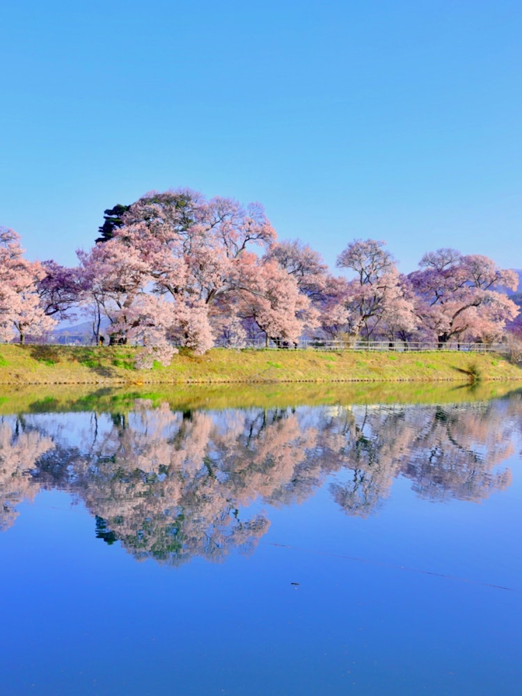 [相片1]日本的自然风光长野县六道路堤上的樱花 🌸这是高远周围隐藏的樱花的拍照点。 倒映在水面上的樱花和残留积雪的阿尔卑斯山很美。2022.4.10