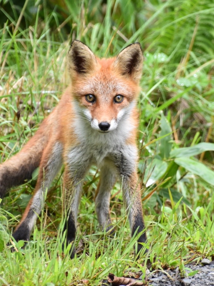 [相片1]📍 北海道 / 钏路沼泽我能够在✨钏路沼泽地周围看到一只红狐狸。