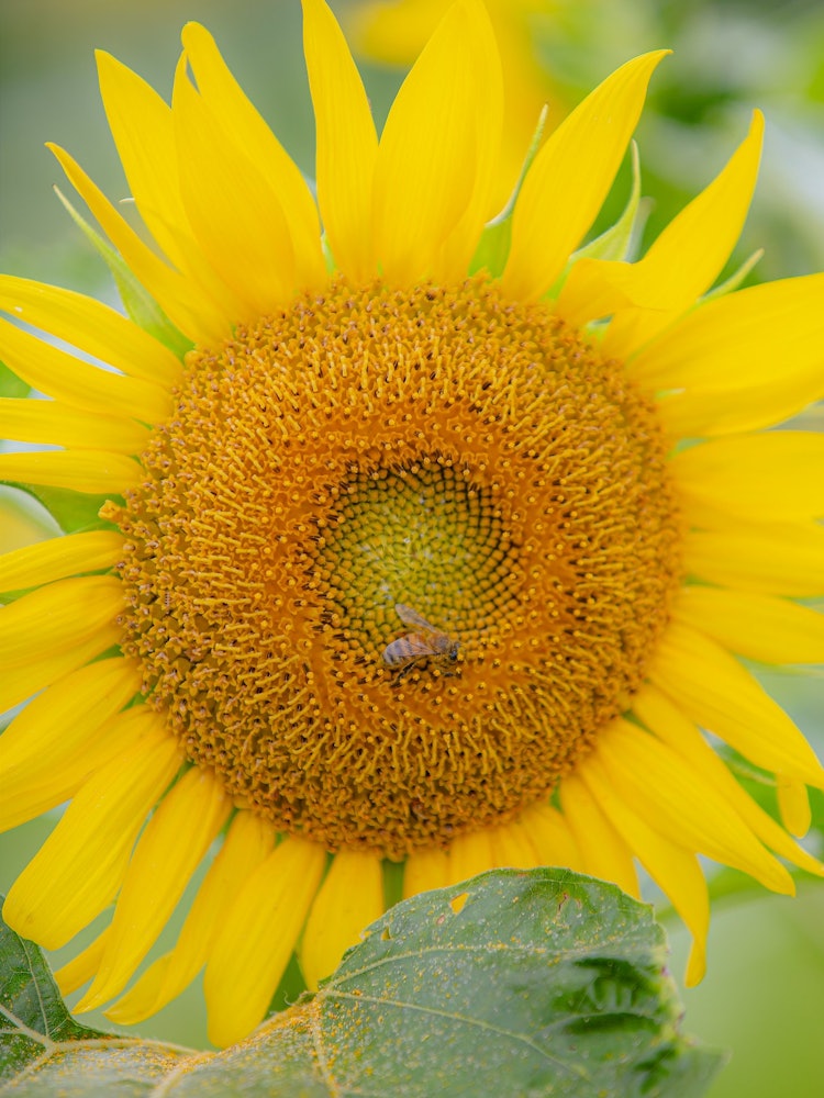 [相片1]蜜蜂在向日葵上求蜜兵庫縣內