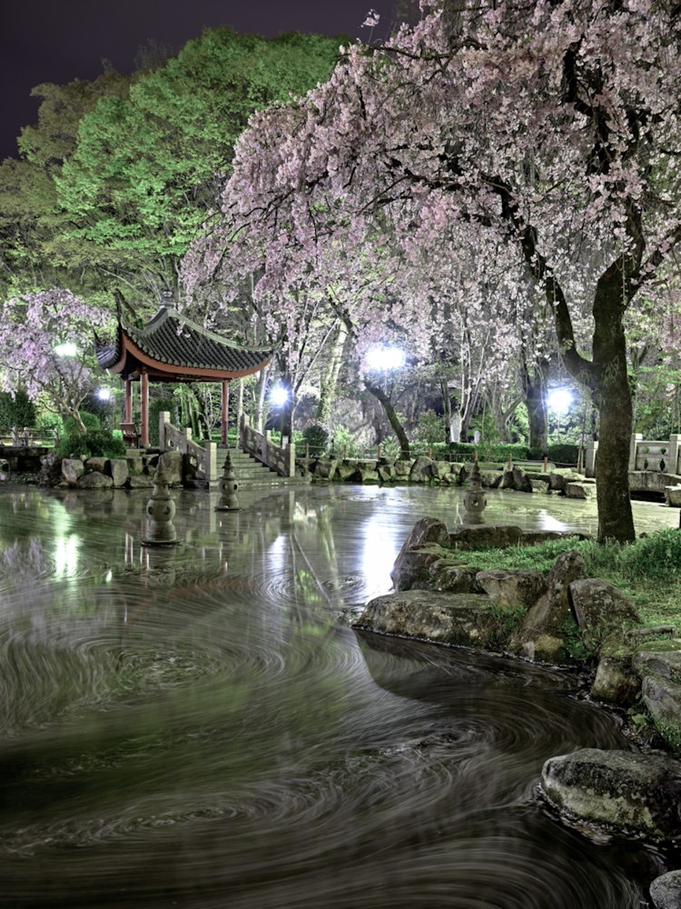 [Image1]in Gifu, GifuIt is the petal of the Japan-China friendship garden.I go there every year to take pict