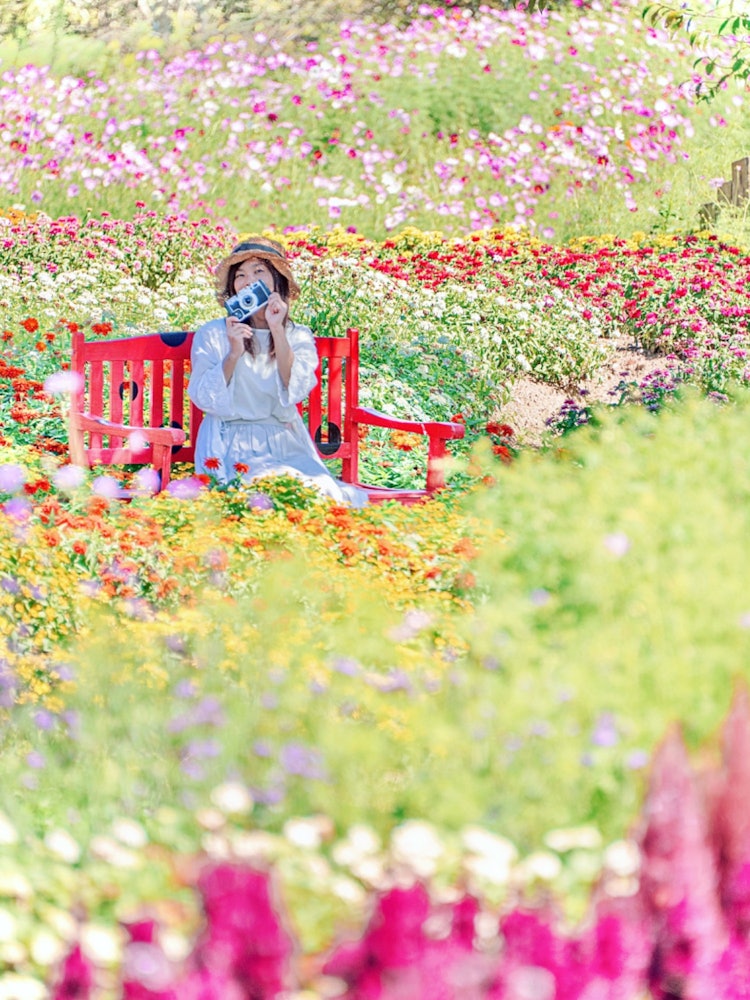 [이미지1]히로시마 세라조 하나역 세라(히로시마의 추천 명소)#하나역 세라 👈 @hananoekisera 가을 꽃 축제는 11/5까지이른 아침 10/31까지 개장오늘은 꽃 역 Sera의 Po