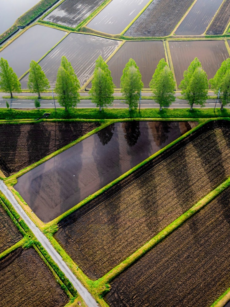 [Image1]Basking in the fresh green morning sunThe morning sun shining on the rows of metasequoia trees creat