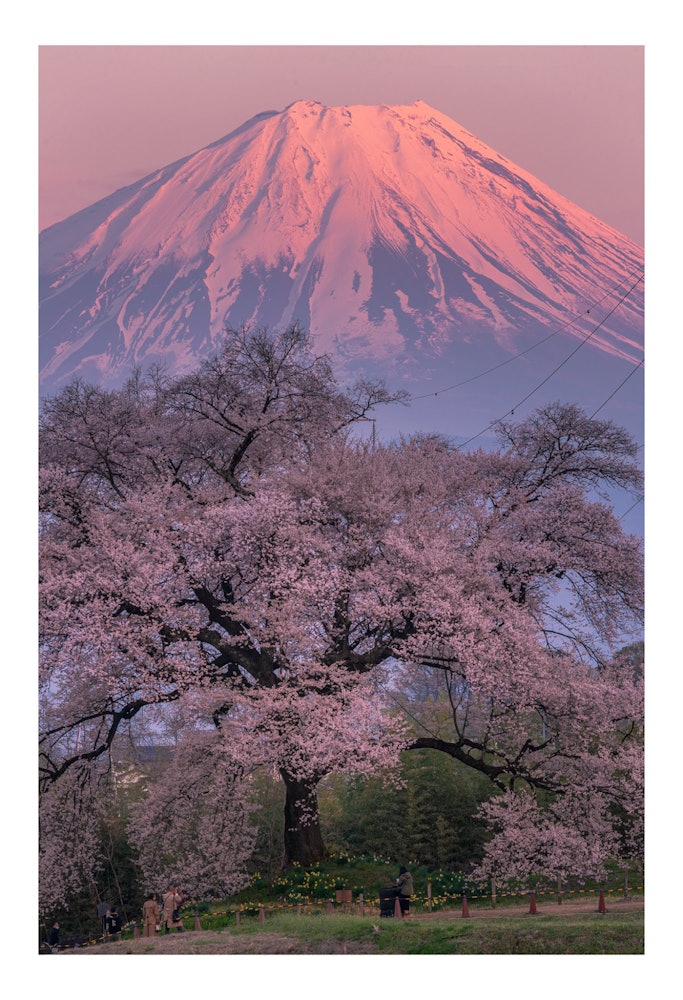 [相片1]雄伟的红富士🗻山和一棵树龄约330年的一本樱🌸树。“山梨县的樱花景点”早就想拍照了，前几天天气预报说一天会阴天，但我可以看到富士山，所以我下夜班后下班起床，直奔鳄鱼丘的樱花中找了个地方。 当我到达现场
