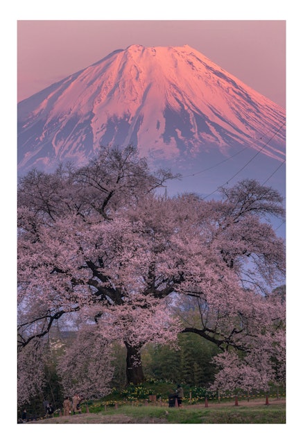 [画像1]雄大な紅富士山🗻と樹齢約330年の一本桜🌸.「山梨県の桜スポット」ずっと、ずっと撮りたくてしょうがないもので先日天気予報により一日曇りだと言われていましたが富士山が見えていましたので夜勤明けで仕事が上