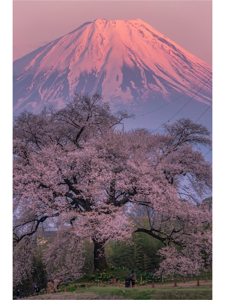 [Image1]The majestic Mt. Red Fuji 🗻 and a Ipponzakura 🌸 tree about 330 years old.
