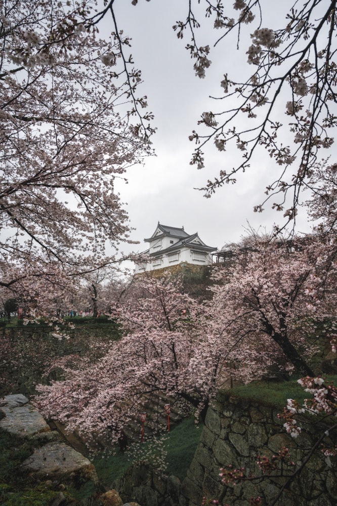 [이미지1]비오는 날의 쓰야마 성. 벚꽃은 비오는 날에도 분위기를 연출하기 때문에 좋아합니다. 사람이 많지 않기 때문에 추천합니다.