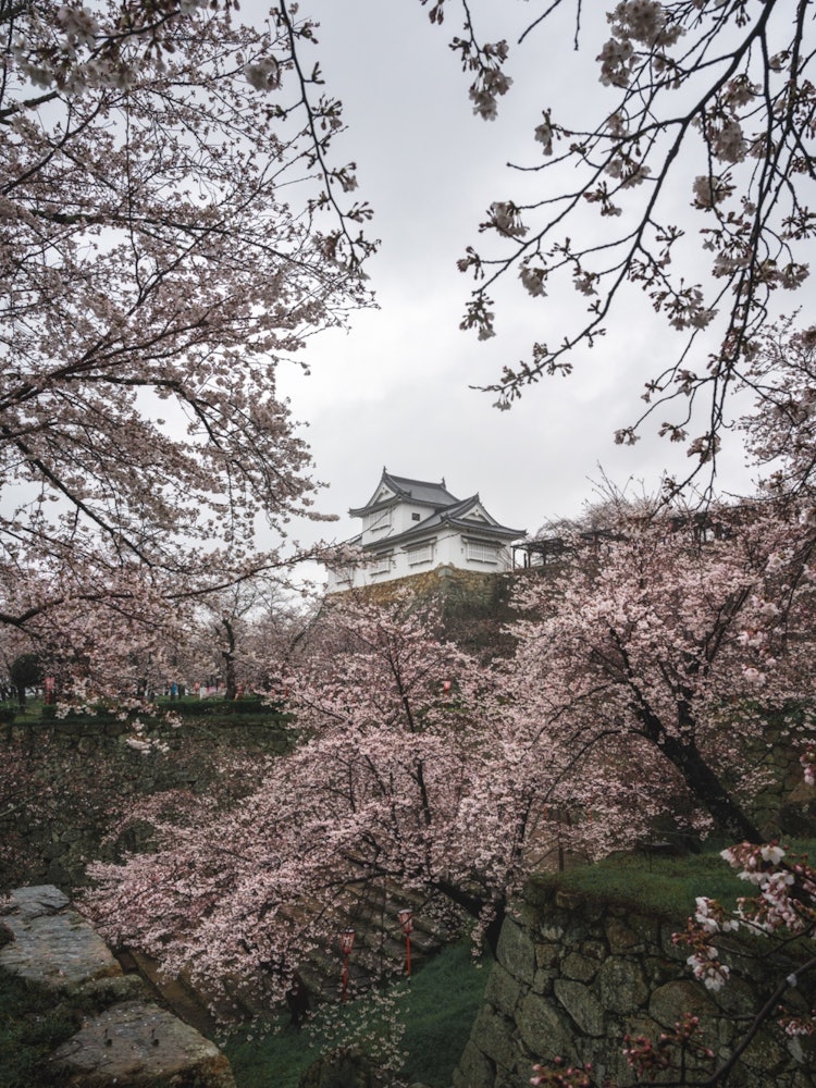 [画像1]雨の日の津山城。 桜は雨の日でも雰囲気が出て好きです。 人も少ないのでおすすめです。