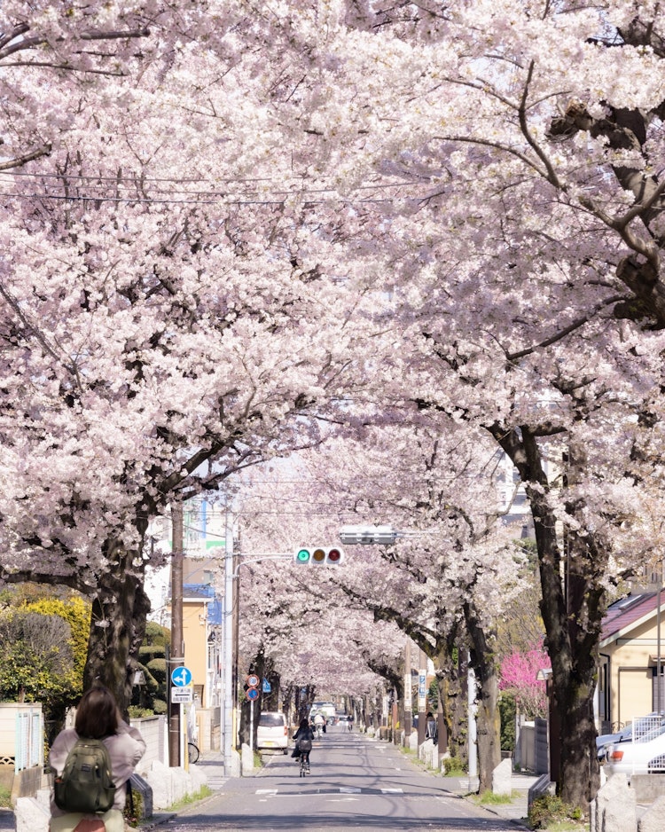 [Image1]Cherry blossom tunnel in Saitama PrefectureThis is the first cherry blossom tree I photographed when