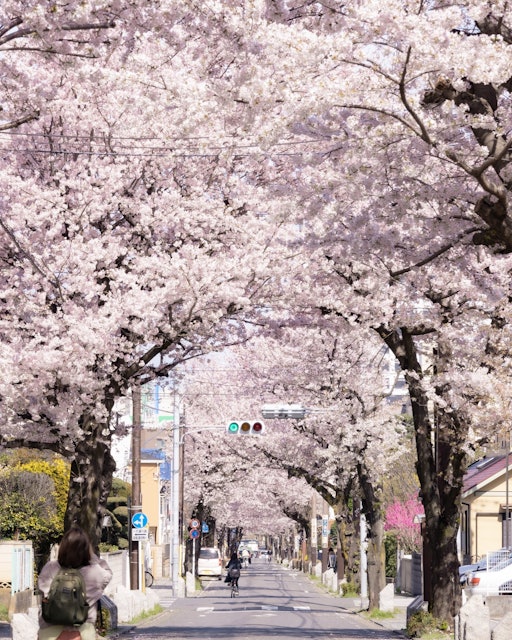 [画像1]埼玉県にある桜のトンネル私がカメラを始めて最初に撮影した桜並木です。高校の帰り道に発見し、それから5年毎年通っています。いきなり住宅街の中に現れるので、最初見たときはビックリしました！撮影地　埼玉県
