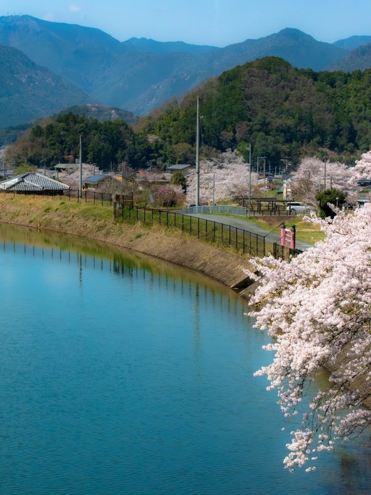 [Image1]Photo taken on April 6Tamba City Suire ParkThe cherry blossoms were beautiful.