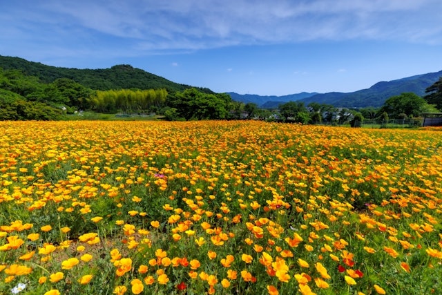 [Image1]golden poppy Garden in Chichibu Nagatoro2023.5#golden poppy #Nagatoro Town #Chichibu Tourism #Saitam