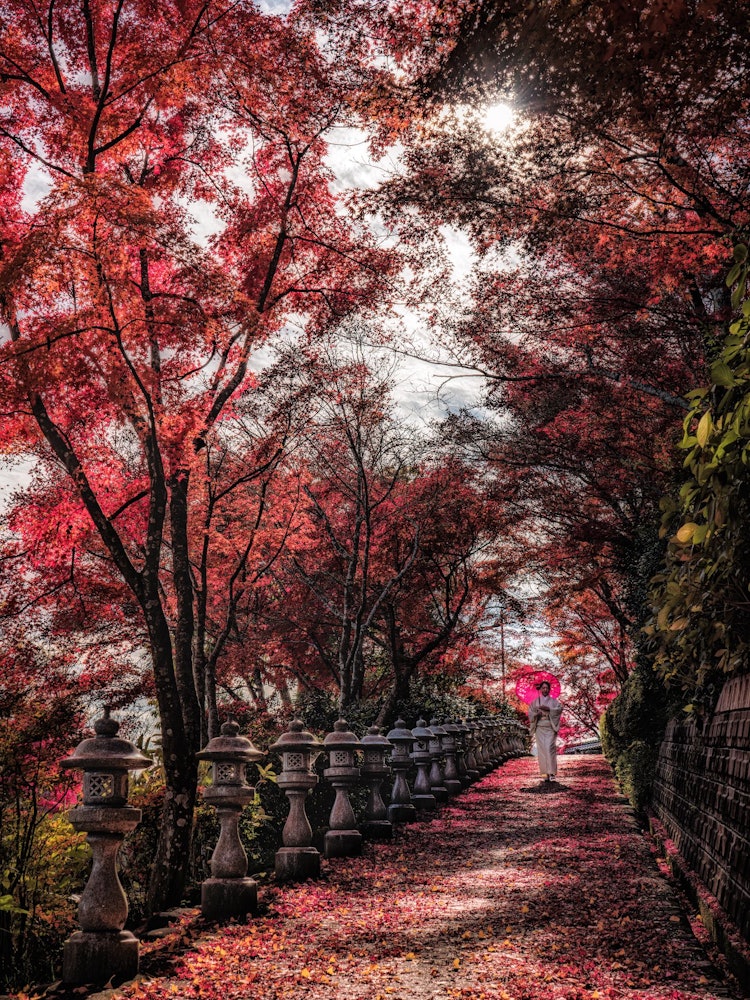 [画像1]写真は宮城県亘理郡亘理町に境内を構える「称名寺（しょうみょうじ）」です。こちらは秋の紅葉、夏は蓮の花、春は緑美しい新緑と、シーズン通して素晴らしい景色が楽しめる寺院です。境内には樹齢700年以上のシイ