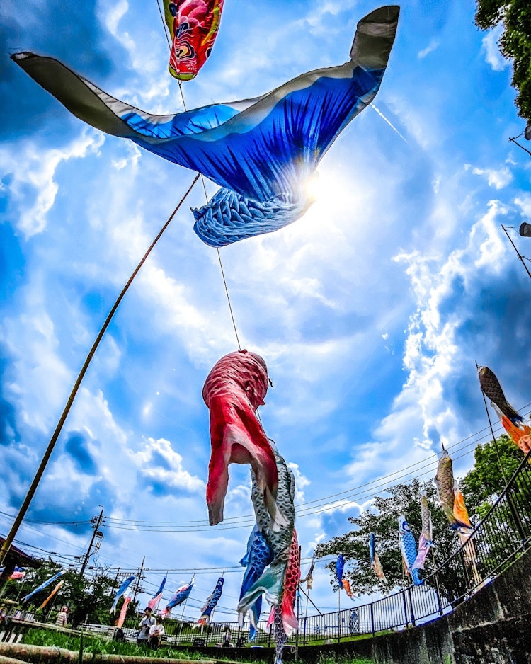 [相片1]搏动鲤鱼飘带有力地游向天空爱知县香江町 沙柳川崇光公园在iPHONE 11 PRO上拍摄
