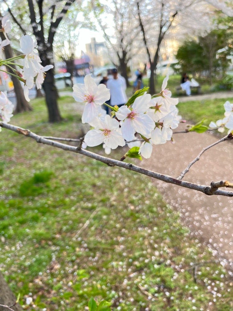 [Image1]I put cherry blossoms under the cherry blossom viewers.I think it's a bit of an interesting photo fo