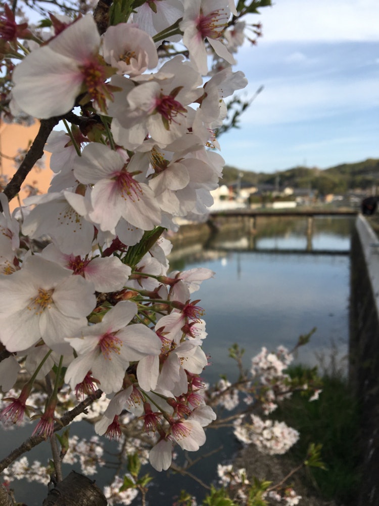 [Image1]It is a cherry blossom near the river. There was a small bridge in the back, and I was able to take 