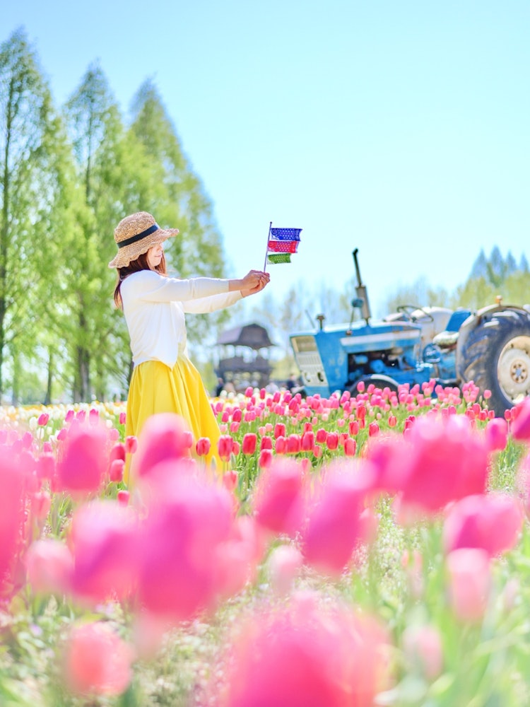 [이미지1]Sera, 히로시마(히로시마의 추천 벚꽃 명소)#세라 고원 농장 👈 @serakogenfarm 세라 하이랜드 농장(Sera Highland Farm)에서 잉어 스트리머🎏를 타고 포
