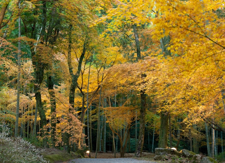 [相片1]長崎縣雲仙市小濱町三重寺庭園長崎觀賞紅葉的最佳地點