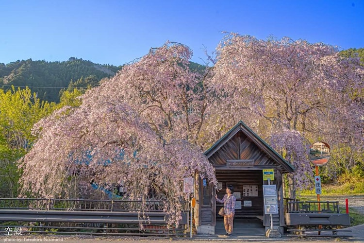 [相片1]這是檜原村巴士站下垂的櫻花。 這是一個位於深山的偏遠巴士站，但它周圍環繞著盛開的燦爛下垂的櫻花，讓您彷彿徜徉在另一個世界。 龍貓似乎出來的復古氛圍很棒(^_^)。