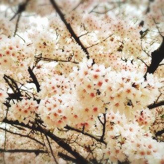 [相片2]长居公园的樱花盛开，长井公园是大阪市东住吉区大阪塞雷佐足球队的主场。 大公园里有很多樱花树，春天就像在梦中一样美丽。