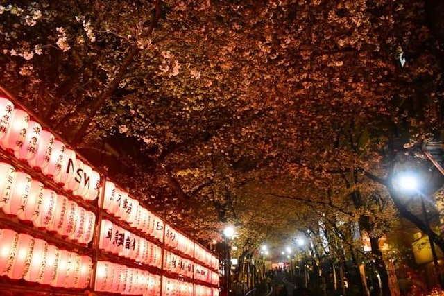 [Image1]Beautiful cherry blossom alley of Shibuya is currently a good spot to enjoy cherry blossom during ni