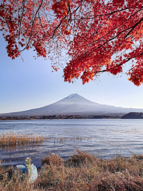 [画像1]深紅一色の紅葉と河口湖越しの富士山。