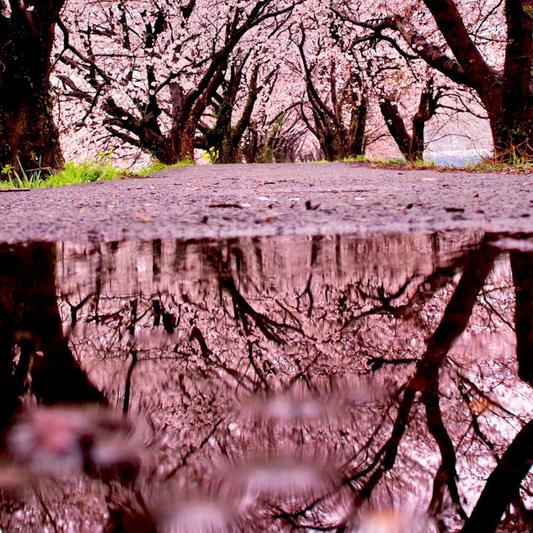 [Image1]It is a row of cherry blossom trees in the Ukiha flowing river ^^kiIt had been raining since the mor