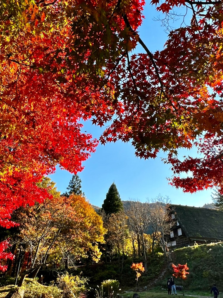[相片1]被登录为世界文化遗产的岐阜县白川村的白川乡。 这张照片拍摄于 2022/11/9。鲜艳的秋叶和白川乡的组合是最好的。