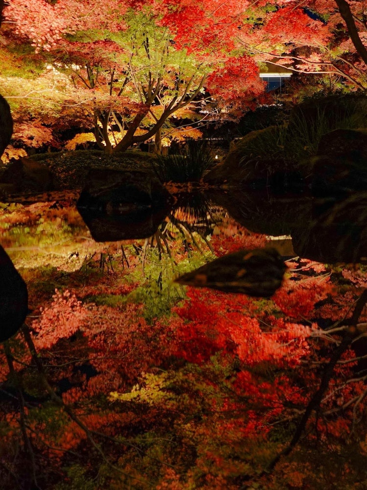 [画像1]大田黒公園で撮った紅葉です。池の反射がとても美しかったです。