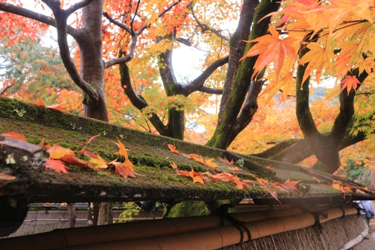 [画像1]京都、宝厳院ちょうど紅葉が綺麗な時に訪れる事ができました。赤や黄色の鮮やかなもみじが見れて良かったです！凄く綺麗でした。#宝厳院