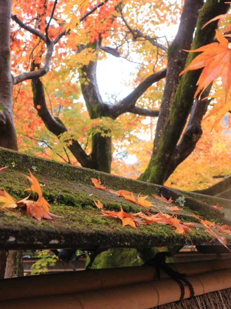 [相片1]京都， 寶光院當秋天的紅葉很美時，我能夠參觀。很高興看到鮮豔的紅色和黃色楓樹！非常漂亮。#寶光院
