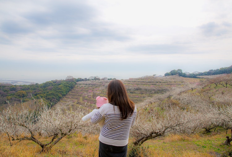 [相片1]兵库县辰野市绫边山梅花林梅子盛开的著名地方春天我去过这个地方好几次，梅子的香味和山上的海景是最好的 😀