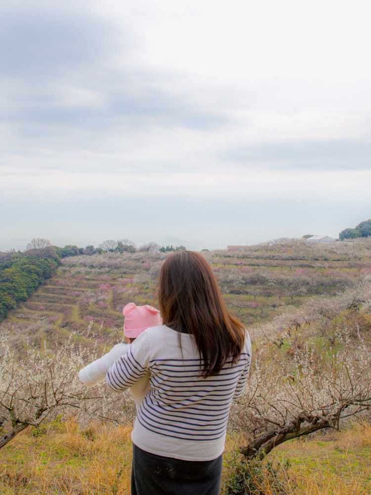 [画像1]兵庫県たつの市綾部山梅林梅が咲き誇る有名な場所ここは春になると何度か訪れた事があり、梅の香りと丘からは海も見渡せ最高です😀