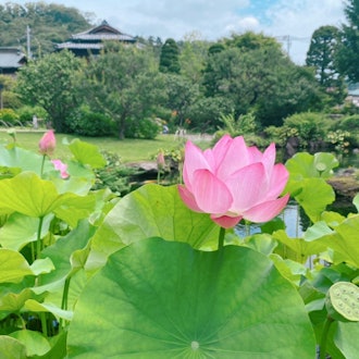 [画像2][Englsih／日本語]We recently went on an excursion to the Takao Komagino Garden. It was a 15-minute walk 