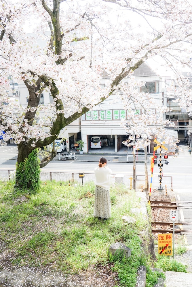 [相片1]廣島縣是尾道縣。 在可以欣賞大海和山脈的輕鬆地方，各個地方都有櫻花，您可以感受到春天。 人們生活中熟悉的櫻花也有味道。