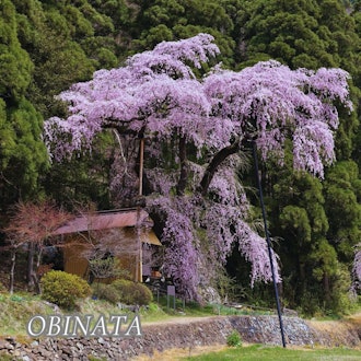 [画像2]こんにちは🌸まだ信州須坂の桜は開花しておりませんが、、、今回は”豊丘の５大桜”をご紹介いたします。須坂市街から少し離れた（少し標高も高くなります）豊丘地区に見事な”一本桜”が楽しめるスポットがございま
