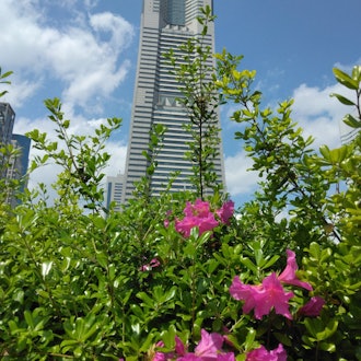 [Image1]Beyond the blooming azaleas, the Landmark Tower showed its face.It was a walk in Yokohama where I wa