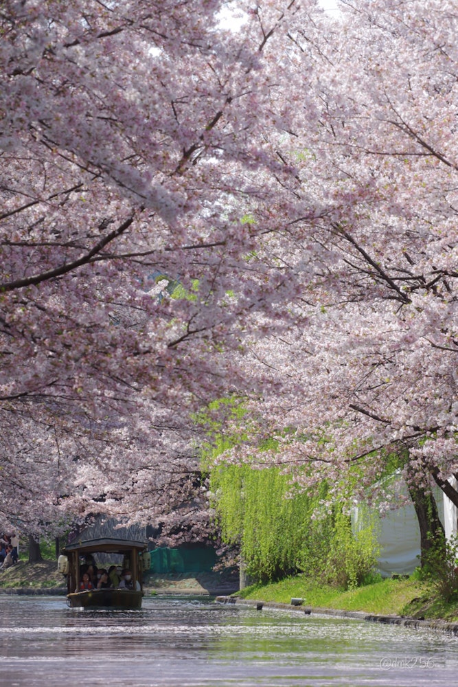 [이미지1]후시미 쥬고쿠후네(교토부 후시미구)벚꽃 색깔의 강에 그림자그것을 통과하는 보트주변의 오래된 양조장과 타운 하우스에서 멋진 봄을 즐기십시오.강을 따라 걷다 보면 이 세상과 분리된 듯