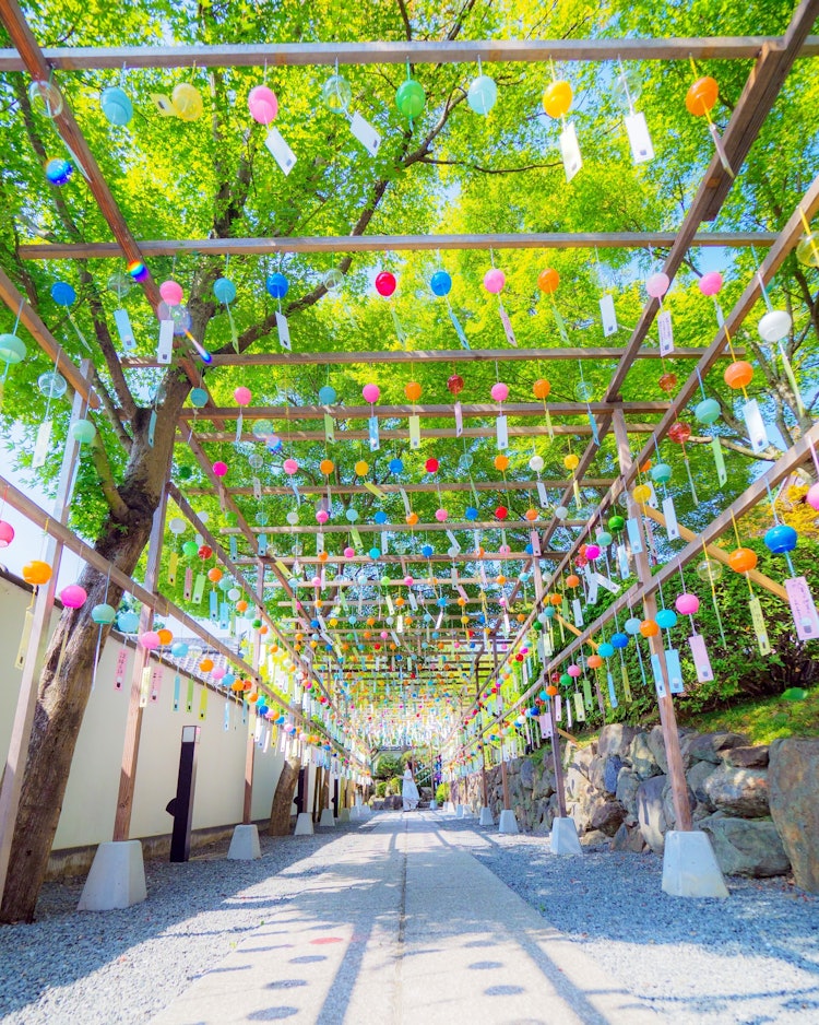 [Image1]The Wind Chime Festival is a Japanese Summer AtmosphereAbout 3,000 wind chimes ring coollyHotokuji, 